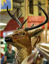 Herschell-Spillman Outside Row Deer